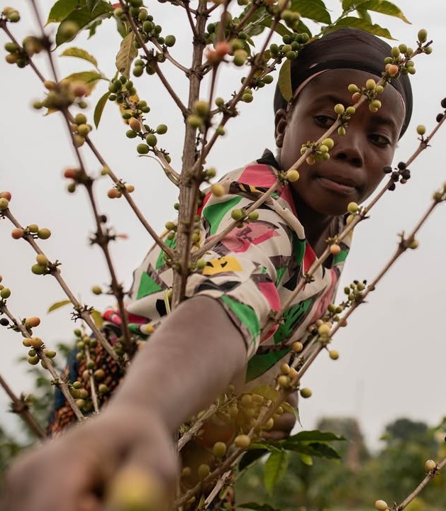 Récolte du café